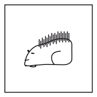 Cooles Stachelschwein